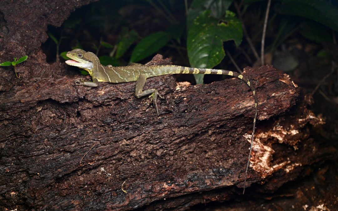 The Chinese Water Dragon