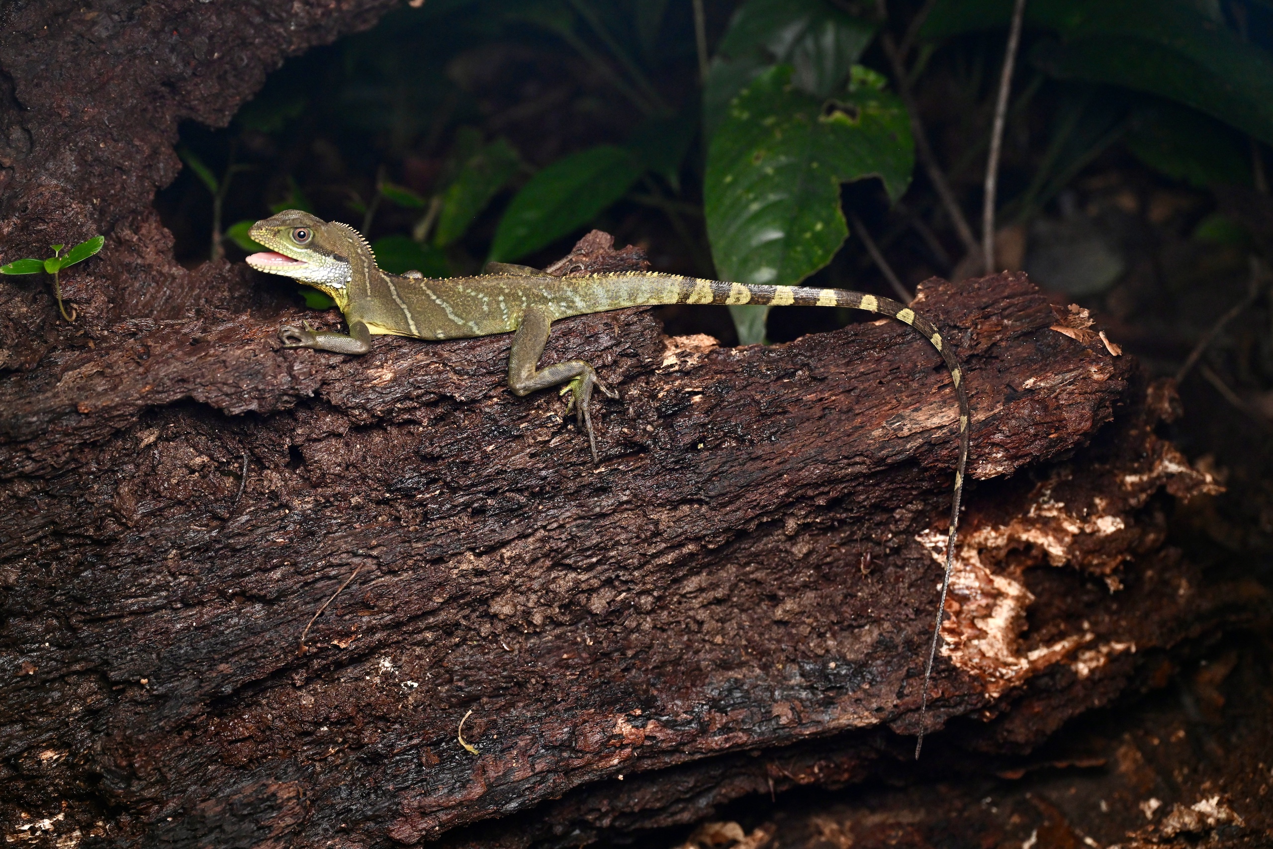 DSC_7204 copy herping