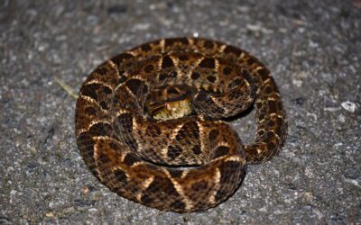 Why Herping Is More Than a Hobby