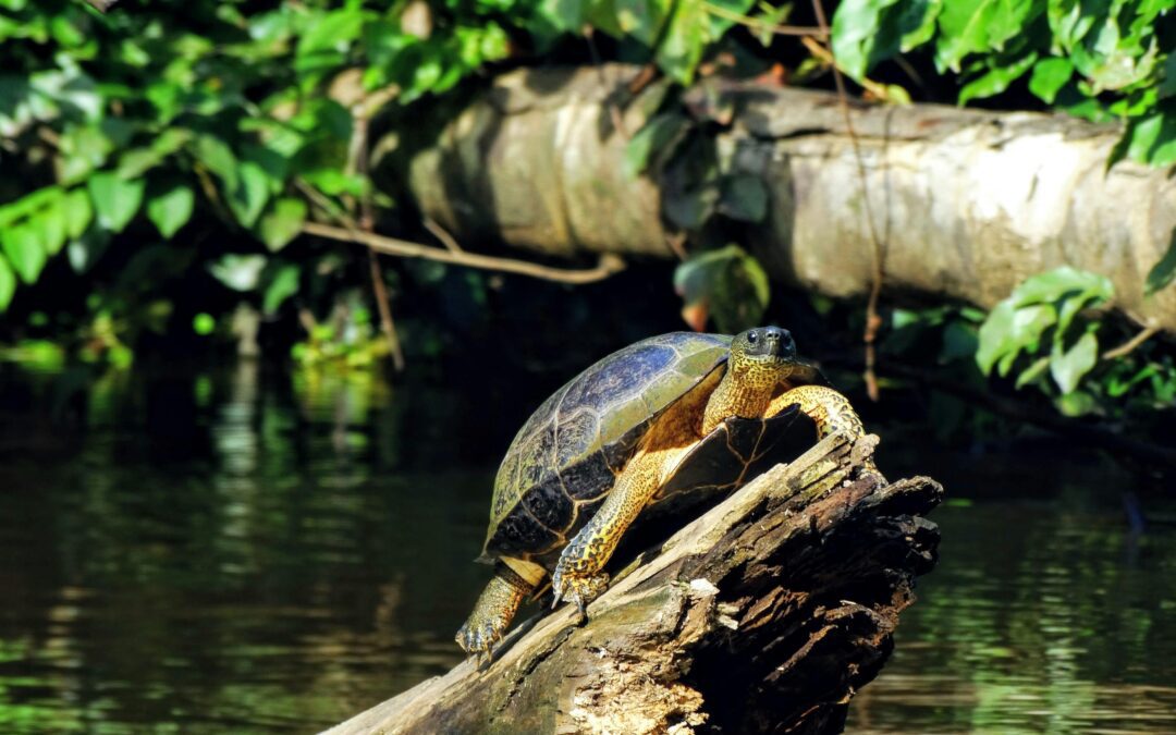 What to Look For While Herping for Turtles Near Water
