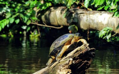 What to Look For While Herping for Turtles Near Water