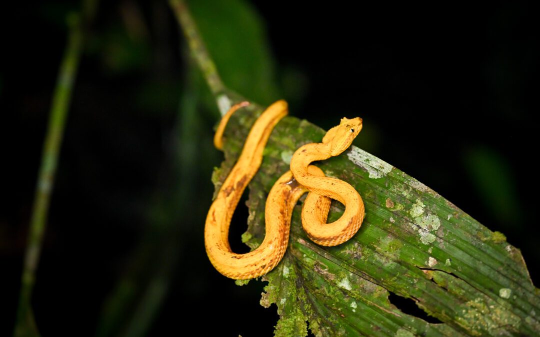 Join Our 2026 Costa Rica Herping Tour