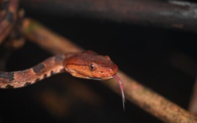Brown Spotted Pit Viper (Protobothrops mucrosquamatus)