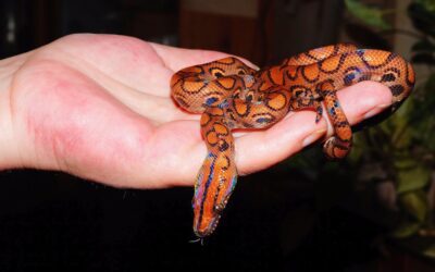 Why Some Snakes Are Iridescent