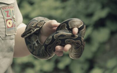 Teaching the Next Generation to Love Herping