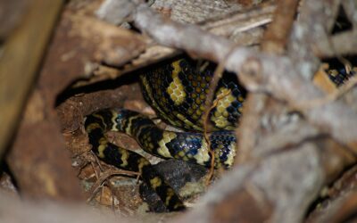 The Complete Guide to Brumation: What It Is and Why Reptiles Do It