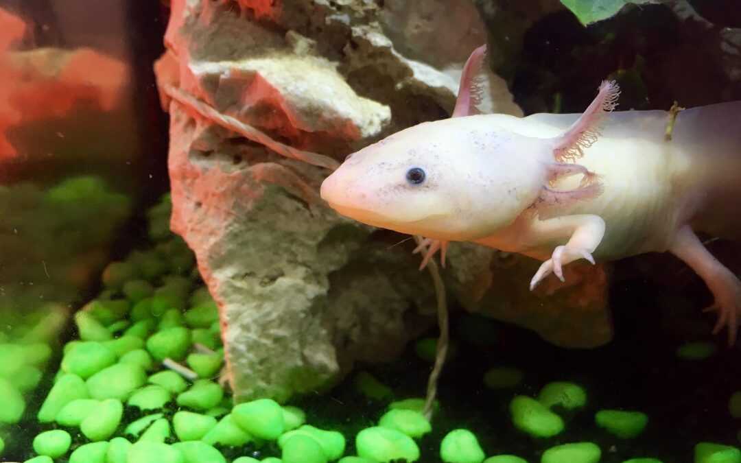 Is an Axolotl a Salamander? The Science Behind This Unique Creature