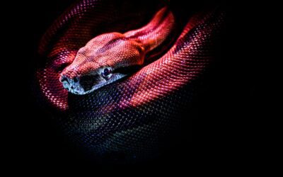 Ball Python Care Guide: Everything a First-Time Snake Owner Needs to Know