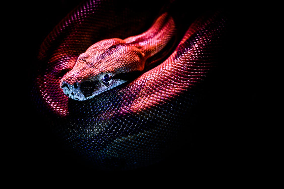 Ball python snake showing brown and tan morph pattern