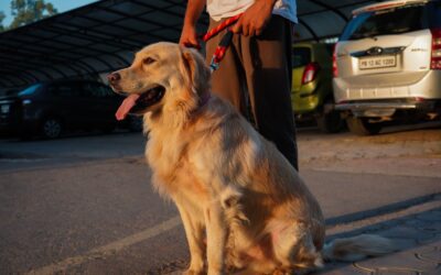 The 15 Best Reptiles and Amphibians for Apartment Living (That Aren’t Boring)