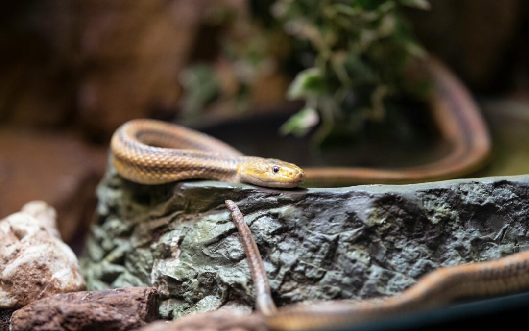 The 15 Best Reptiles and Amphibians for Apartment Living (That Aren’t Boring)