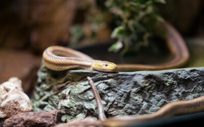 The 15 Best Reptiles and Amphibians for Apartment Living (That Aren’t Boring)