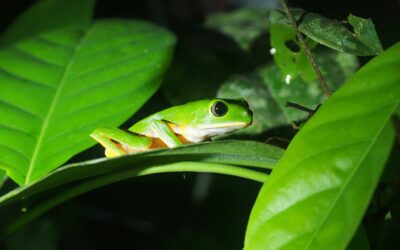 Night Herping Guide: How to Find Snakes, Frogs, and Geckos After Dark
