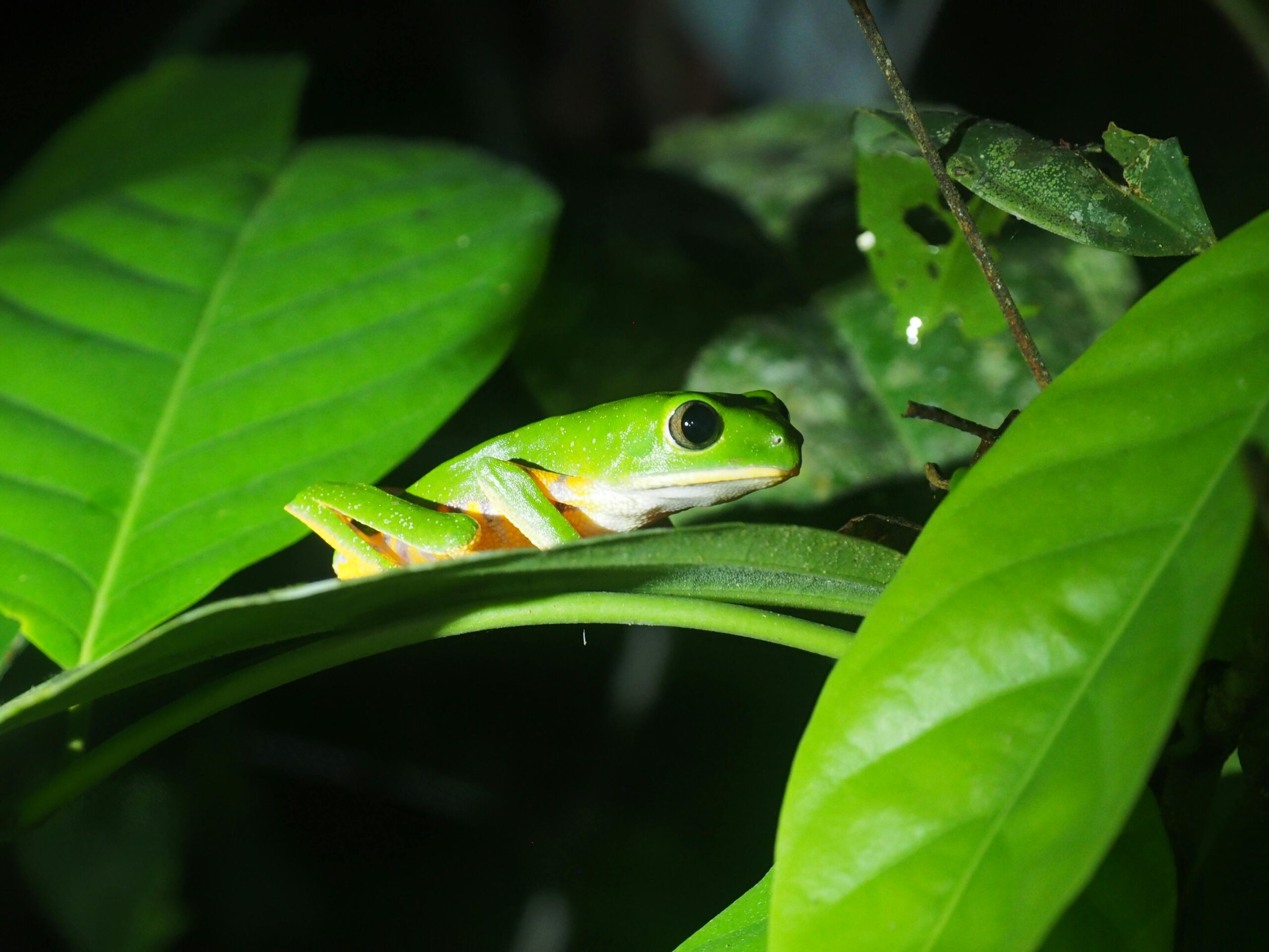 Frog spotted at night during a herping expedition with flashlight