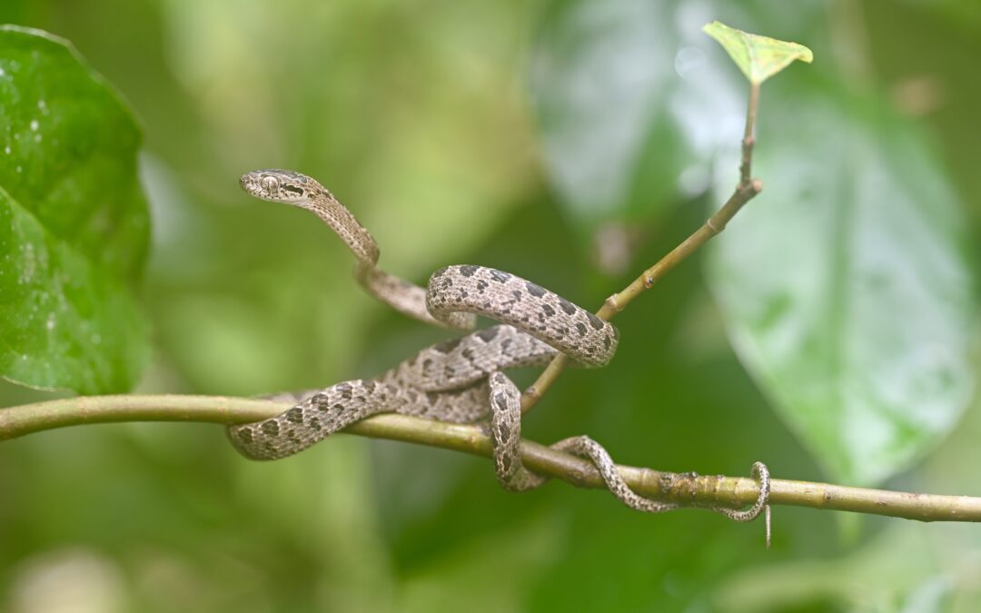 Many-spotted Cat Snake (Boiga multomaculata)
