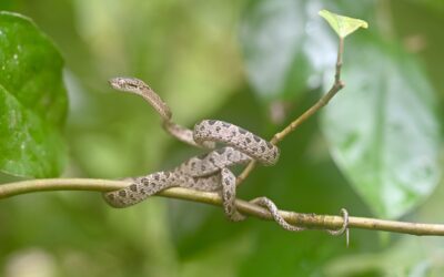 Many-spotted Cat Snake (Boiga multomaculata)