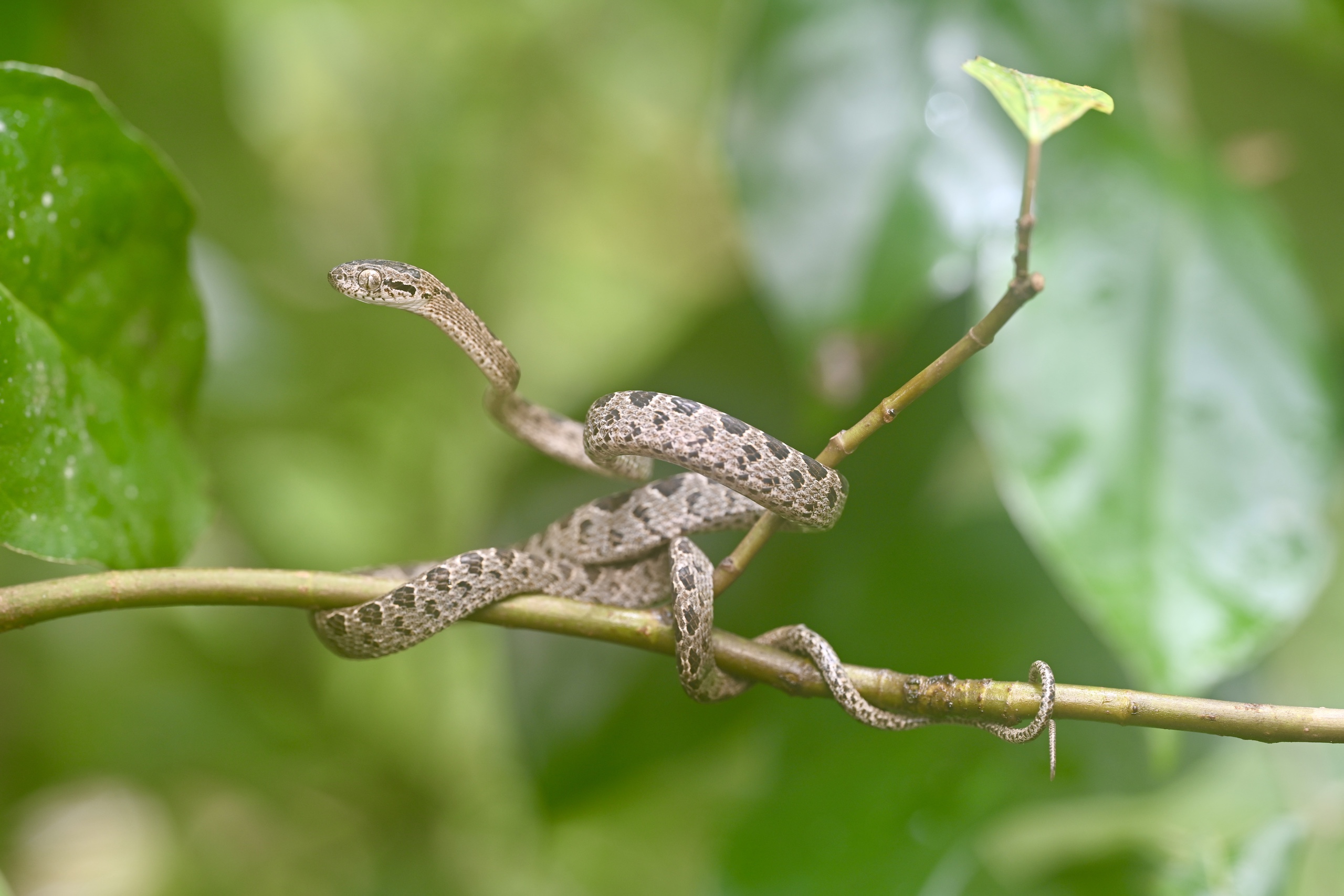 herping