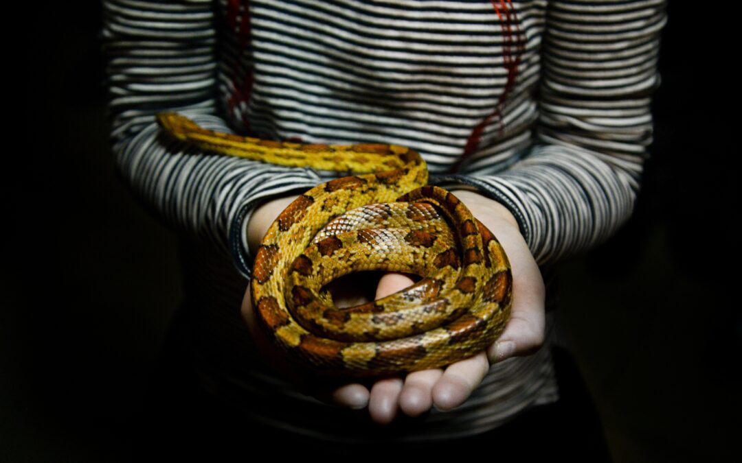 Herpetology Education & Careers: How to Turn a Passion for Reptiles Into a Real Career