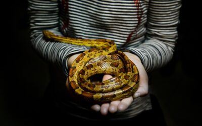 Herpetology Education & Careers: How to Turn a Passion for Reptiles Into a Real Career