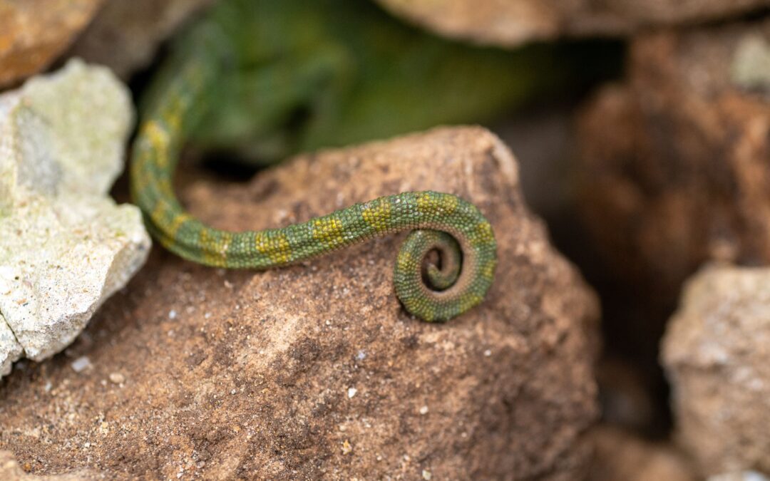 How Reptiles Regenerate: Tails, Scales, and Beyond