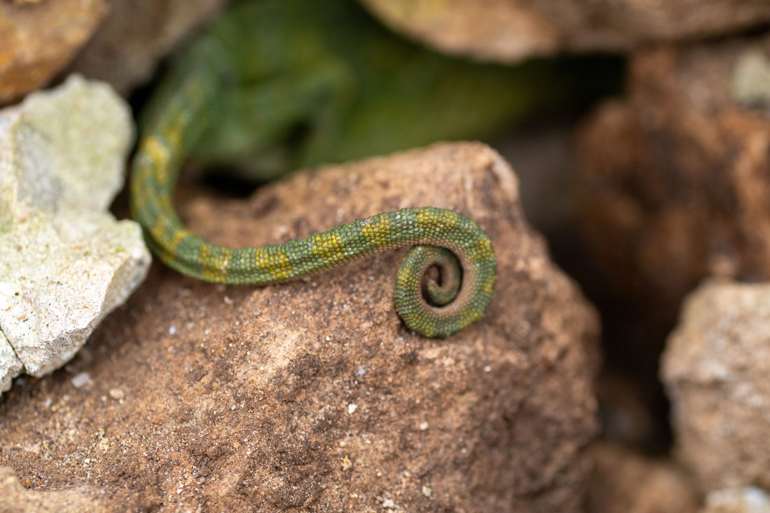 herping