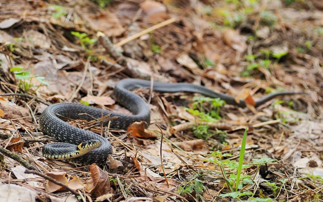 Leave No Trace: Ethical Herping Practices Every Herper Should Follow