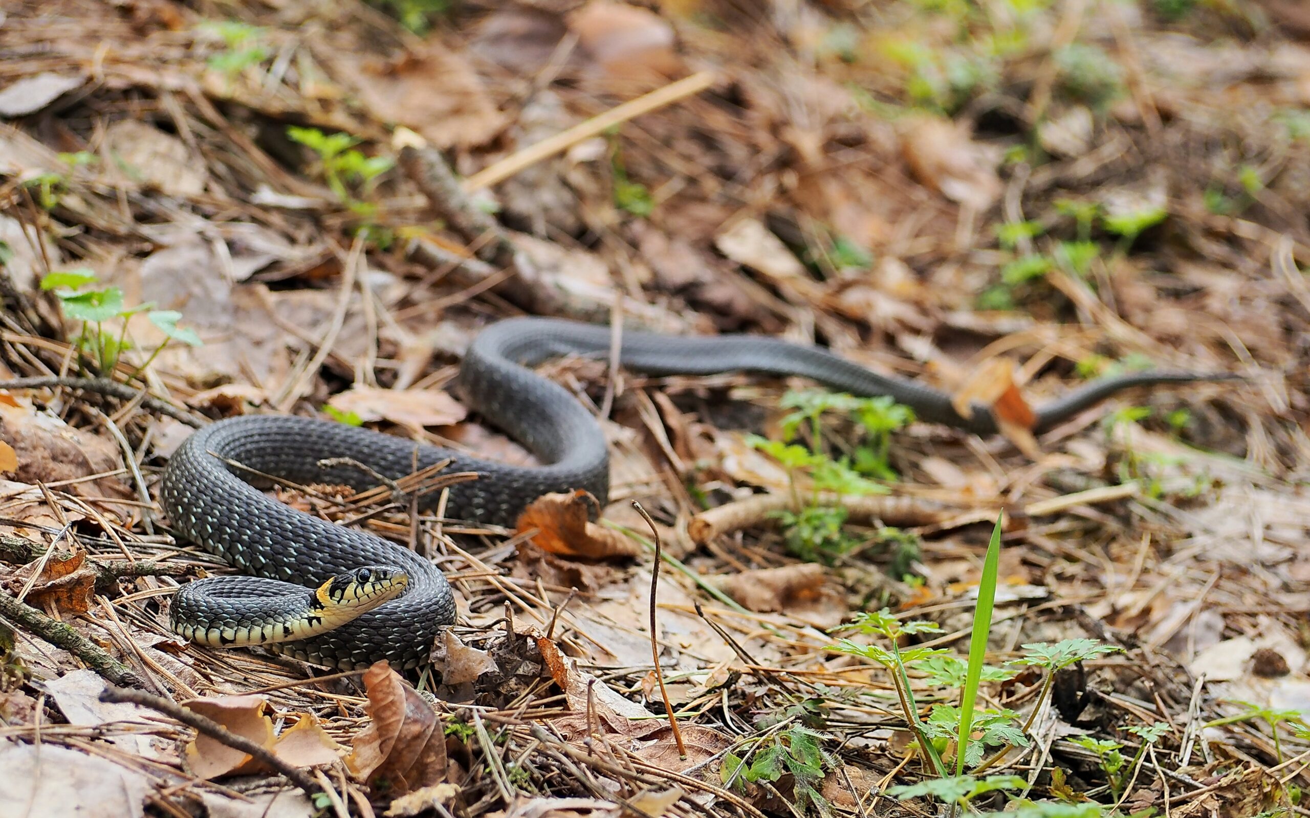 allaya-nija-prjm6InDGfc-unsplash herping