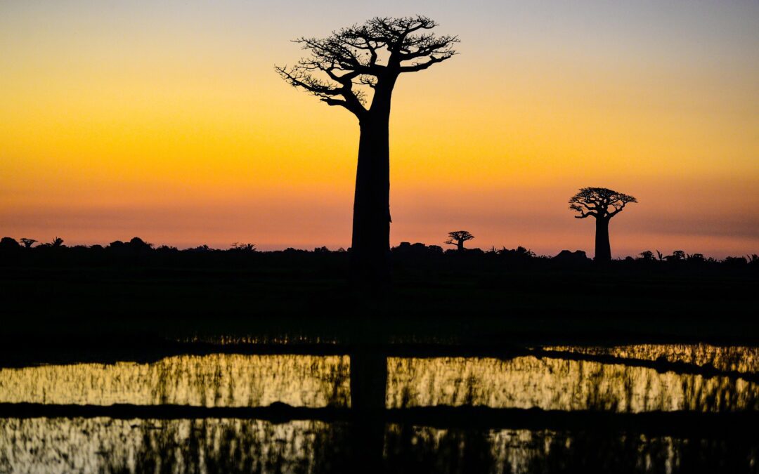 Herping in Madagascar: The Island of Unique Species