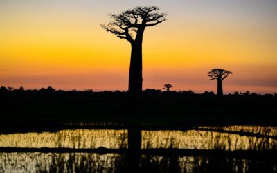 Herping in Madagascar: The Island of Unique Species