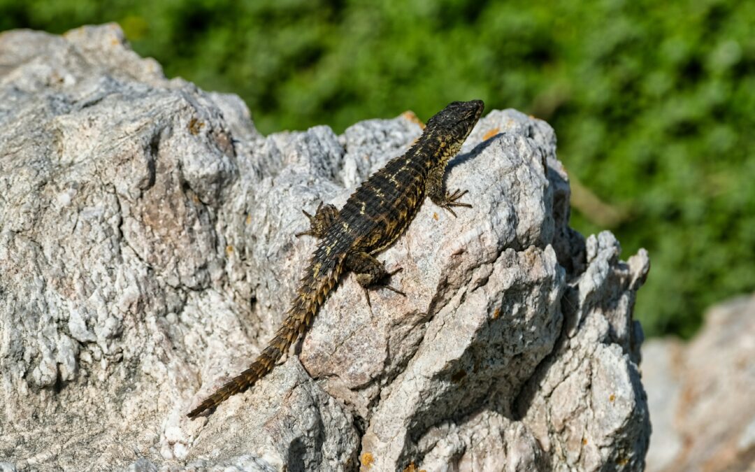 How Do Reptiles Thermoregulate? The Biology of Being Cold-Blooded