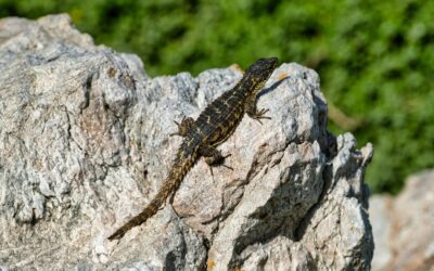 How Do Reptiles Thermoregulate? The Biology of Being Cold-Blooded