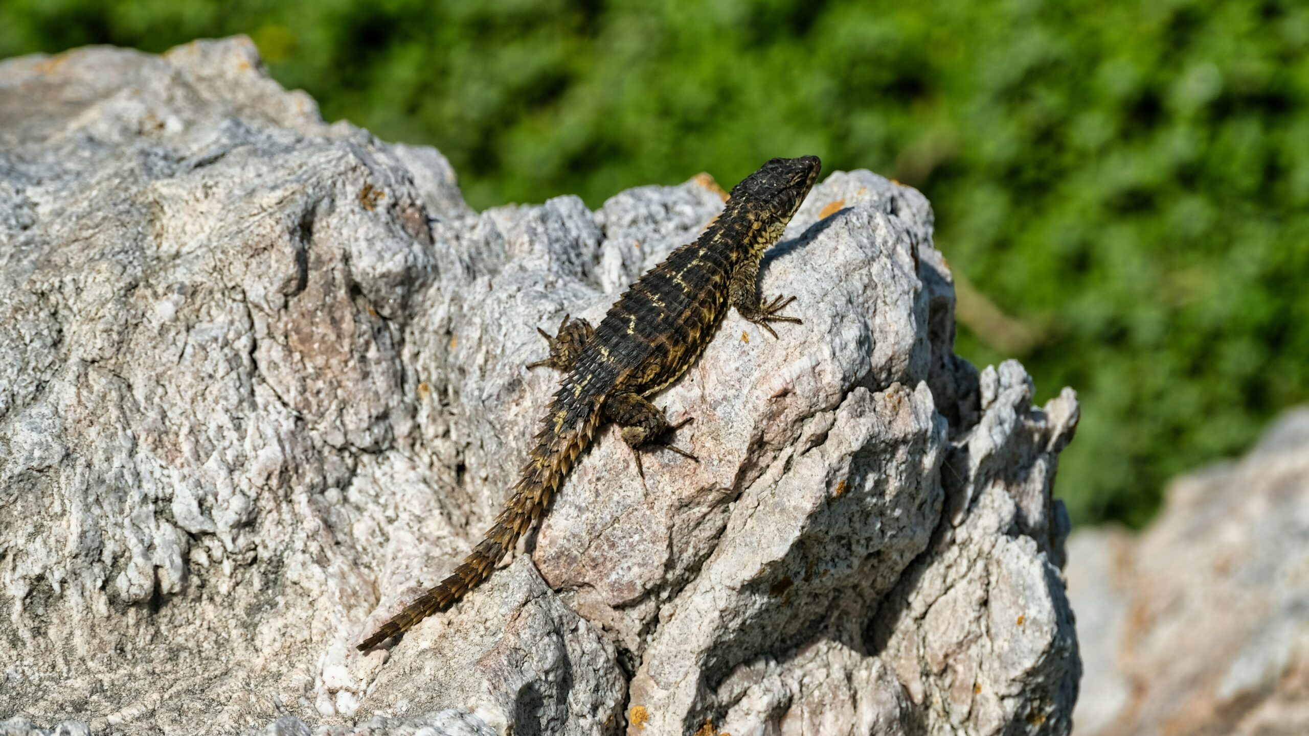 thomas-gabernig-Gi4ZhgqHXv0-unsplash herping