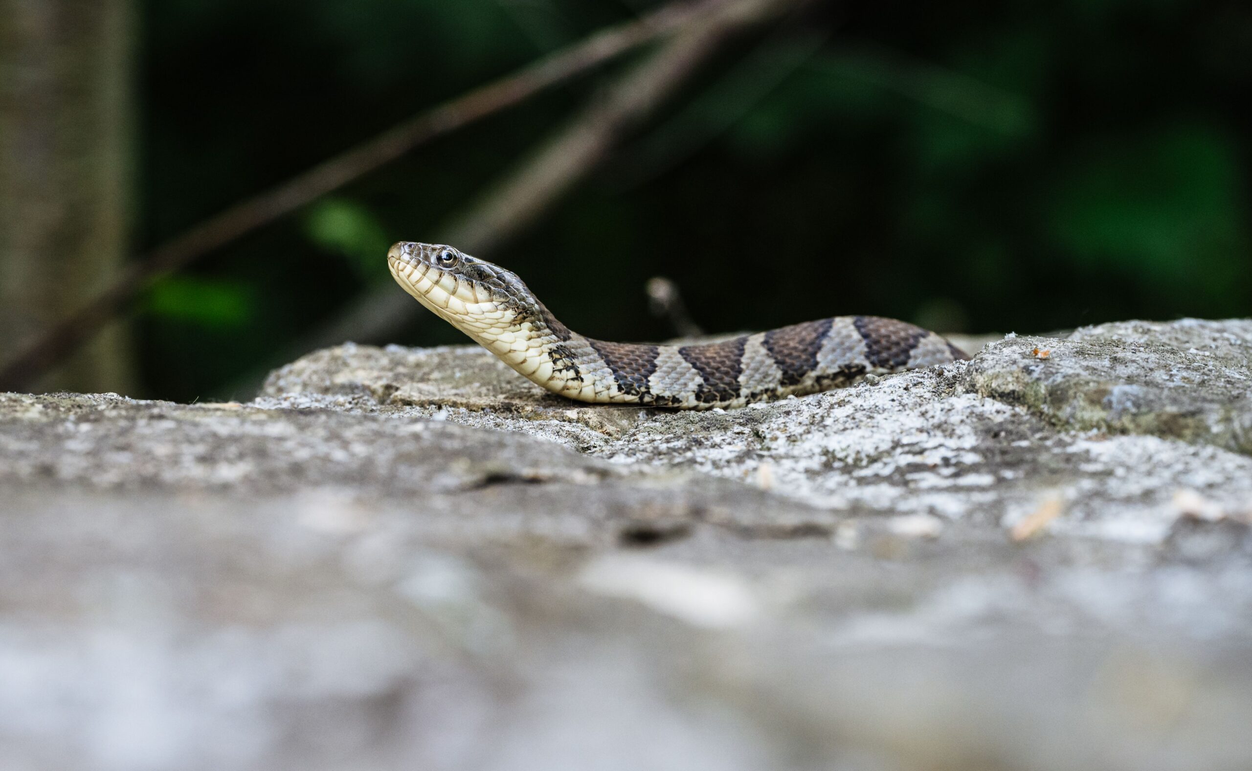 herping